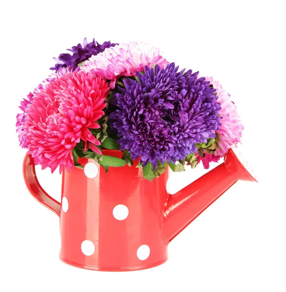 Bright aster flowers in watering can, isolated on white — Stock Photo, Image