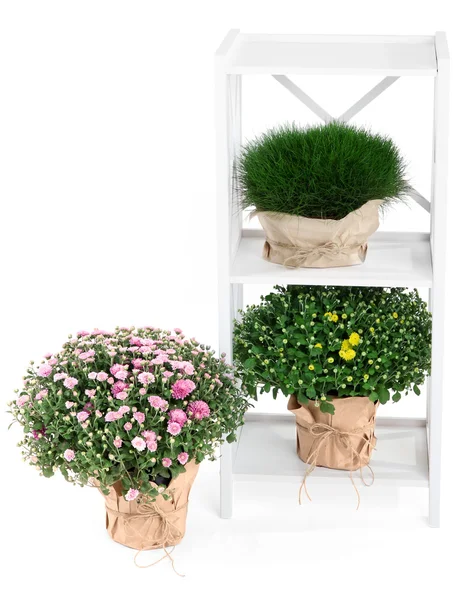 Arbustos de crisântemo e grama em vasos em stand isolado em branco — Fotografia de Stock