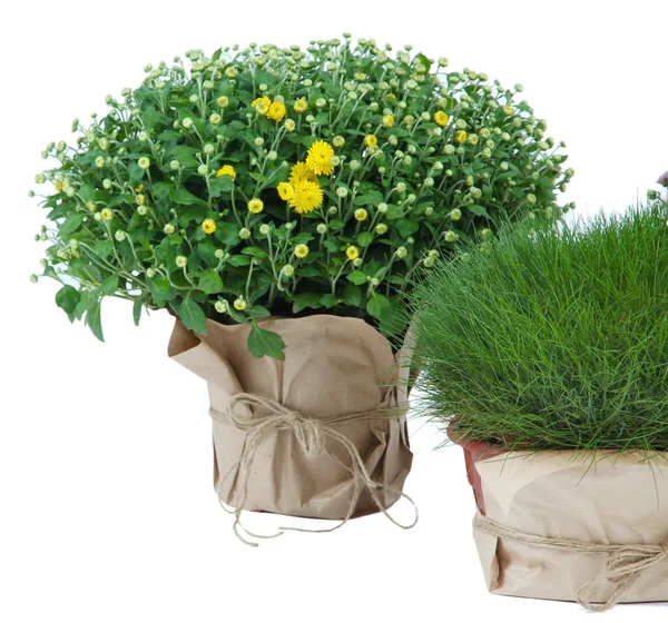 Chrysanthemum bush och gräs i krukor isolerad på vit — Stockfoto