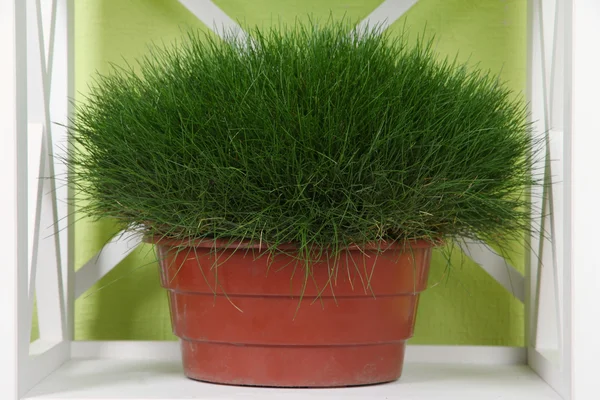 Grass in pot on shelf on green background — Stock Photo, Image