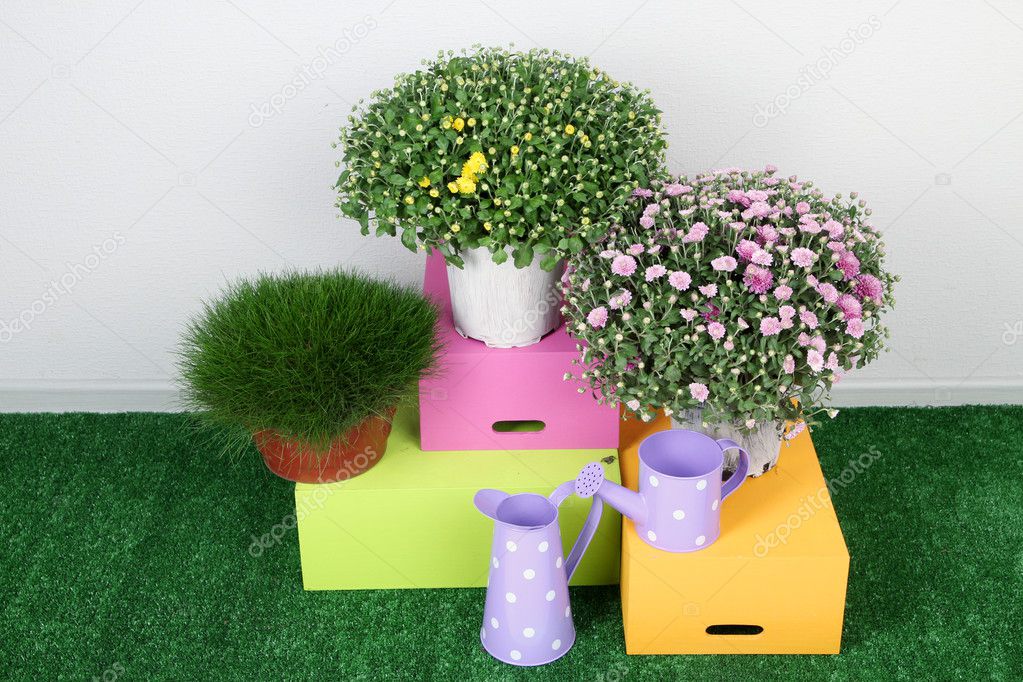 Flowers in pots with boxes and watering cans on grass on grey background