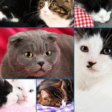 birkaç kedi kolaj