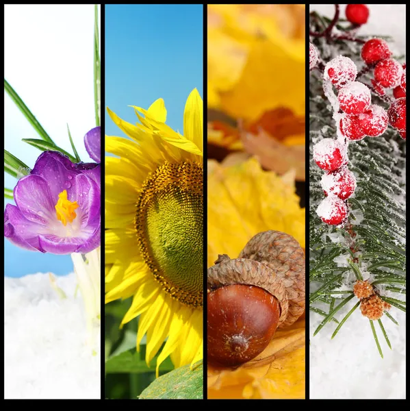 Collage di quattro stagioni — Foto Stock