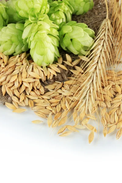 Fresh green hops and barley, isolated on white — Stock Photo, Image