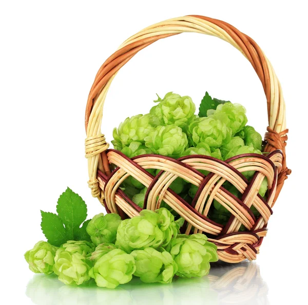 Fresh green hops in wicker basket, isolated on white — Stock Photo, Image
