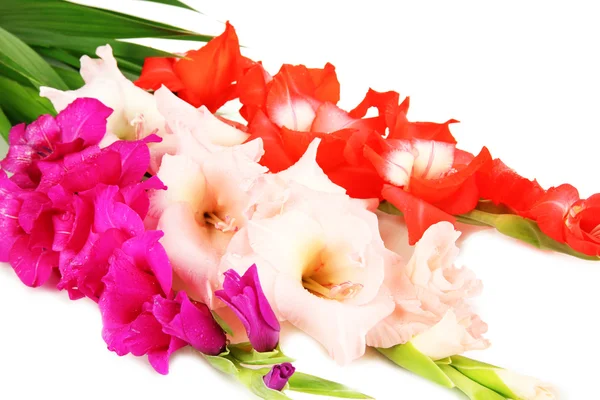 Schöne Gladiolenblüte aus nächster Nähe — Stockfoto