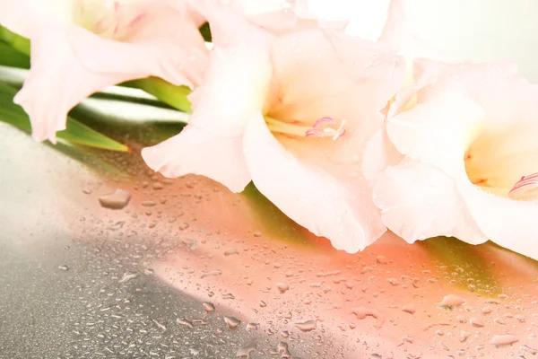Güzel Glayöl çiçek yakın çekim — Stok fotoğraf