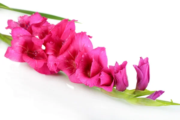 Mooie gladiolen bloem geïsoleerd op wit — Stockfoto