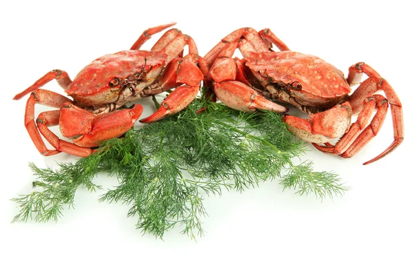 Gekookte krabben geïsoleerd op wit — Stockfoto