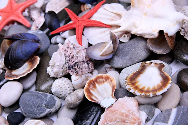 海石头和贝壳的关门 — 图库照片