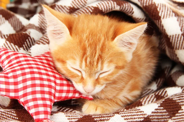 Lindo gatito rojo duerme en cuadros de cerca —  Fotos de Stock