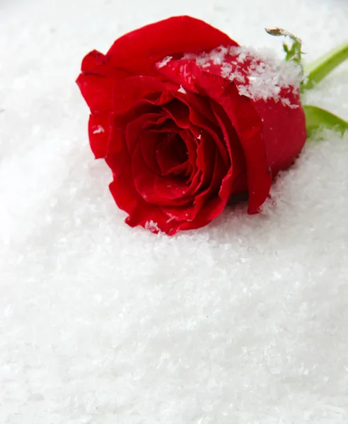 Rød rose på sne baggrund - Stock-foto