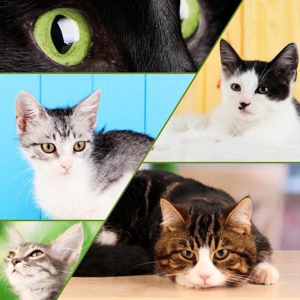 Collage van meerdere katten — Stockfoto