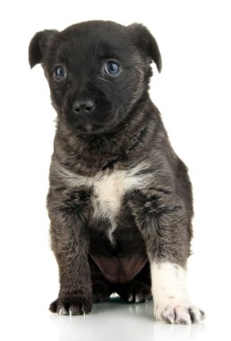 Beyaz köpek yavrusu.