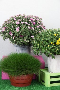 Tencere kutuları gri arka plan üzerinde çim üzerinde çiçekler