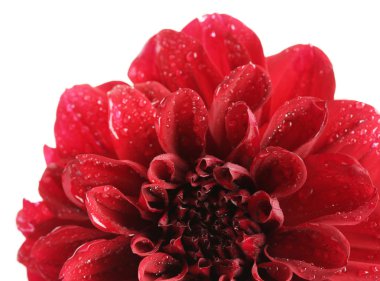 dahlia çiçeği, üzerinde beyaz izole