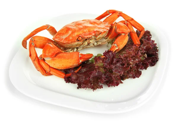 Boiled crab on white plate, isolated on white — Stock Photo, Image