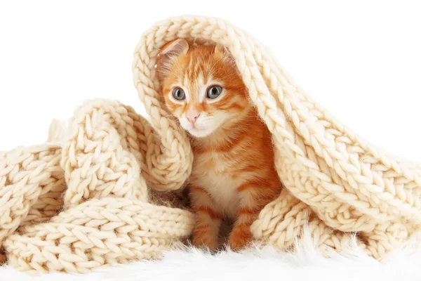 Cute little red kitten in scarf — Stock Photo, Image