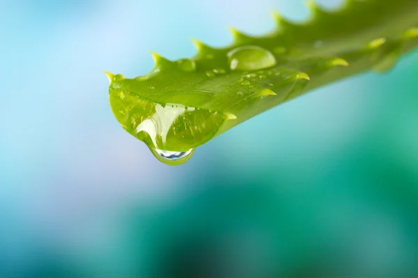 Hoja de aloe con gota sobre fondo natural —  Fotos de Stock