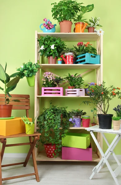 Muitas flores bonitas em potes no quarto — Fotografia de Stock