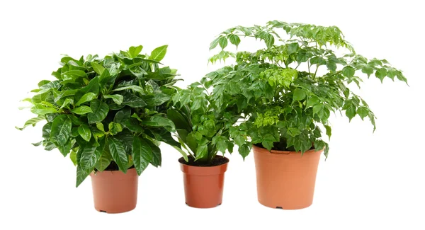 Beautiful flowers in pots isolated on white — Stock Photo, Image