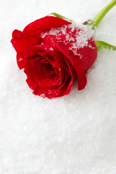 Red rose on snow background — Stock Photo, Image