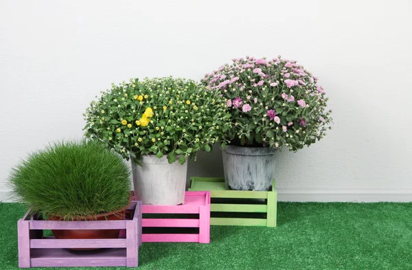 Blommor i krukor med lådor på gräs på grå bakgrund — Stockfoto