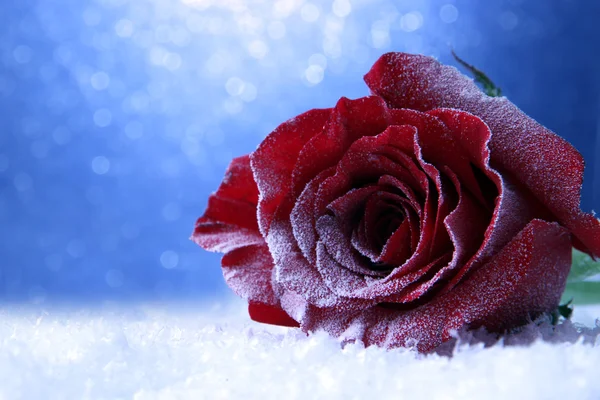 Red rose in snow on blue background — Stock Photo, Image