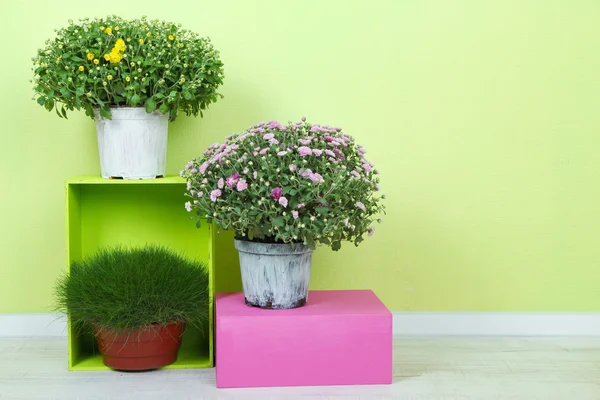 Fiori in vasi con scatole di colore su sfondo parete — Foto Stock