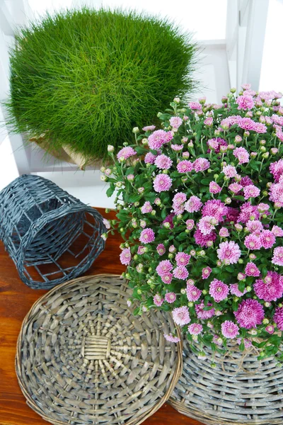 Chrysanthemum bush and grass in pots on wooden table on white background — Stock Photo, Image