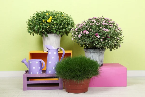 Flowers in pots with color boxes and watering cans on wall background — Stock Photo, Image