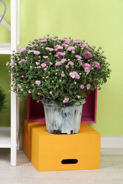 Chrysanthemum bush in pot and color boxes on wall background — Stock Photo, Image