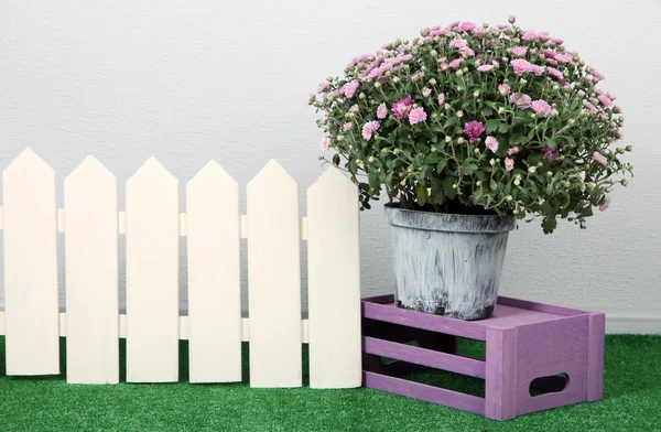 Chrysanthemum bush in pot with box and fence on grass on grey background — Stock Photo, Image
