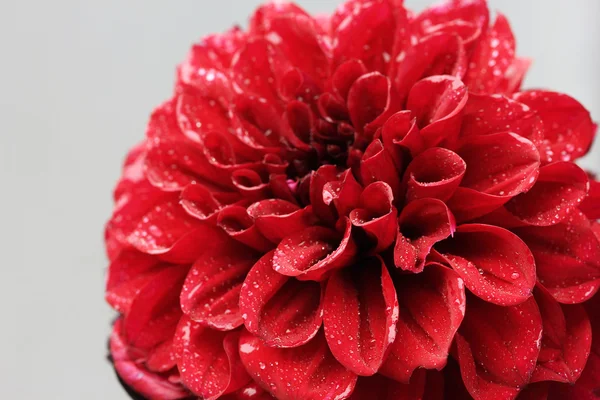Dahlia flor, em fundo de cor — Fotografia de Stock