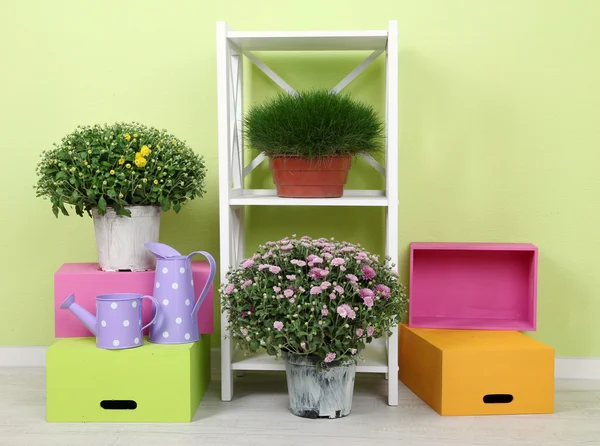 Flowers in pots with color boxes on shelves on wall background — Stock Photo, Image