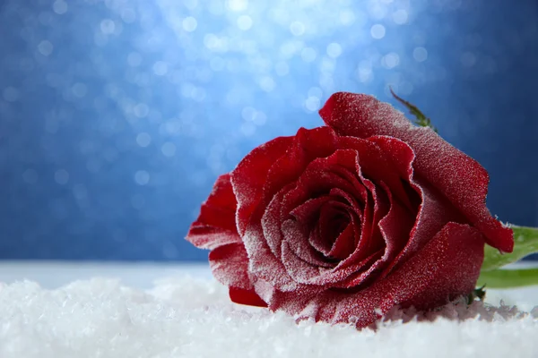 Červená růže ve sněhu na modrém pozadí — Stock fotografie