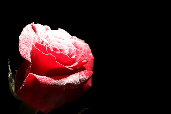 Rudá růže v ledu, izolované na černém pozadí — Stock fotografie