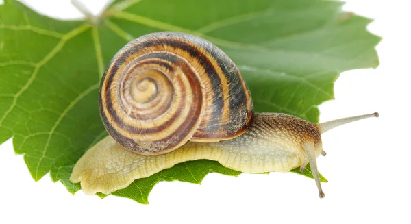 蜗牛在叶上白色孤立 — 图库照片