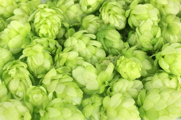 Frischer grüner Hopfen aus nächster Nähe — Stockfoto