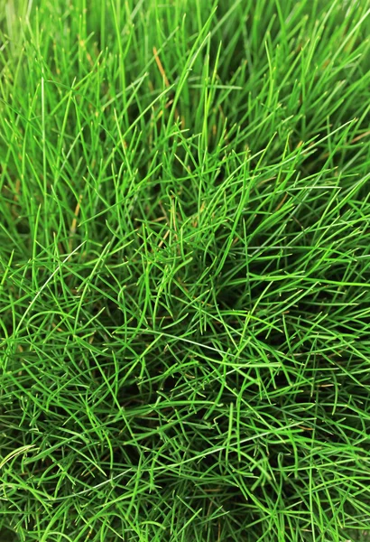 Prachtige groene gras, close-up — Stockfoto