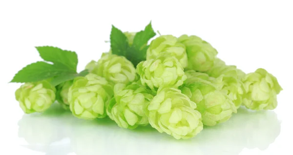 Houblon vert frais, isolé sur blanc — Photo