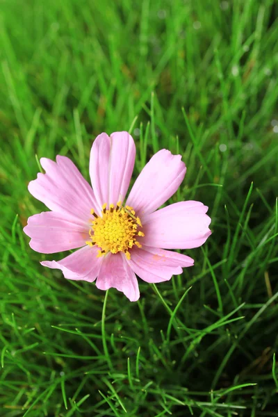 Bellissimo fiore rosa su erba verde, da vicino — Foto Stock
