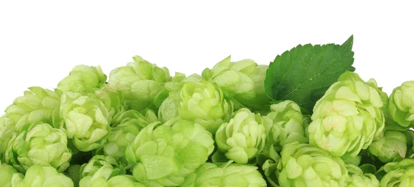 Frischer grüner Hopfen, isoliert auf weiß — Stockfoto