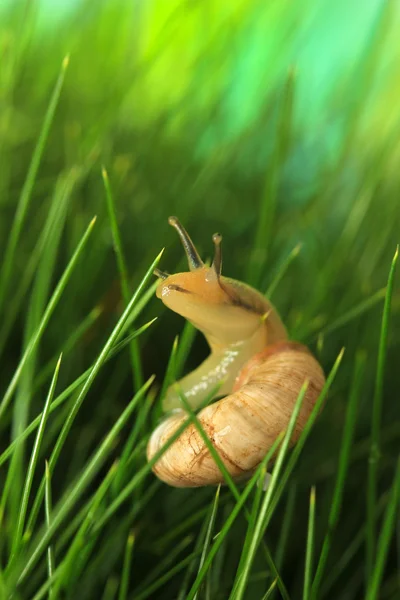 Caracol bonito na grama verde, close-up — Fotografia de Stock