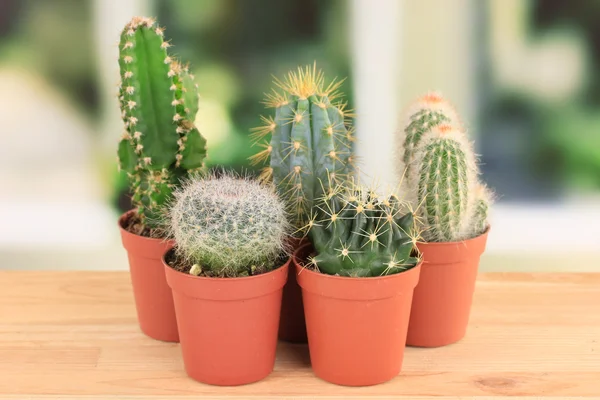 Colección de cactus, sobre alféizar de ventana — Foto de Stock