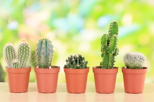 Collection of cactuses, on natural background — Stock Photo, Image