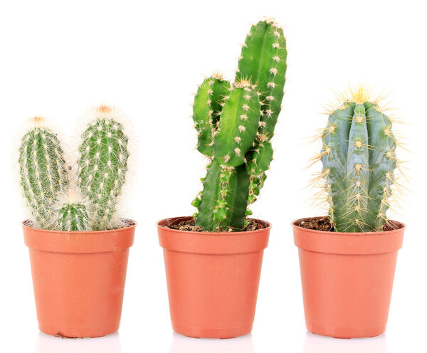 Collection of cactuses, isolated on white