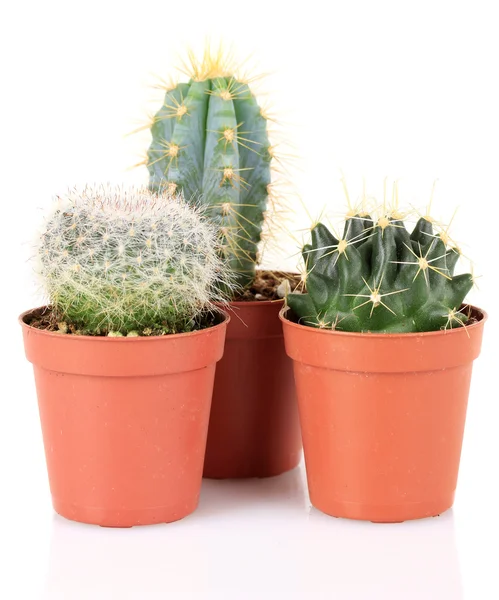 Collectie van cactussen, geïsoleerd op wit — Stockfoto