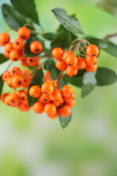 Pyracantha Espino fuego bayas de naranja con hojas verdes, sobre fondo brillante — Foto de Stock