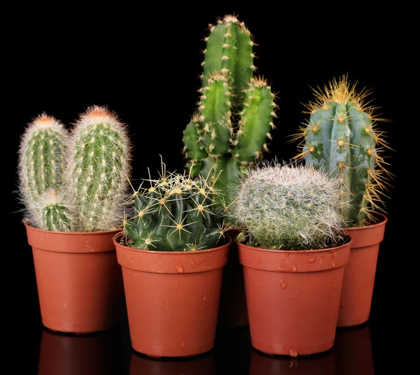 Colección de cactus, aislados sobre negro — Foto de Stock